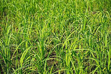 《家园3》第一年更新路线图公布 PC配置要求降低